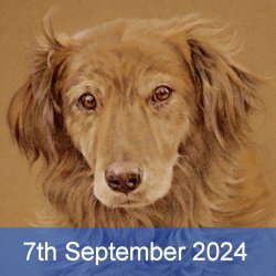 Pet Portraits In Coloured Pencil with David Sandell (Cambridge)