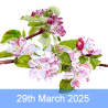 Spring Blossom in coloured pencil With Janie Pirie (Cambridge)