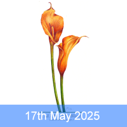 Flowers In Coloured Pencil...