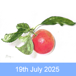 Fruits in coloured pencil...