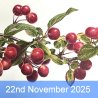 Fruits Of Nature In Watercolour With David Sandell (Cambridge)