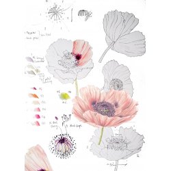 Botanical Illustration in Colour Pencil and Ink With Vicky Hallam (Cambridge)