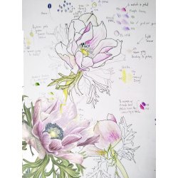 Botanical Illustration in Colour Pencil and Ink With Vicky Hallam (Cambridge)