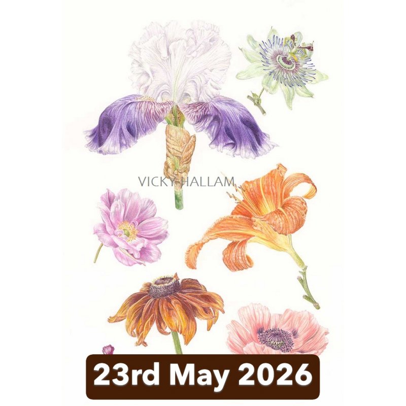 Botanical Illustration in Colour Pencil and Ink With Vicky Hallam (Cambridge)