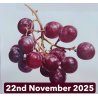 Fruits Of Nature In Watercolour With David Sandell (Cambridge)