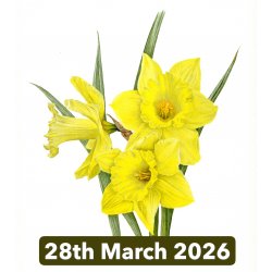 Spring Flowers In Coloured...