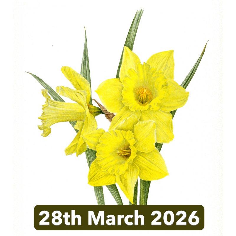 Spring Flowers In Coloured Pencil With Janie Pirie (Cambridge)