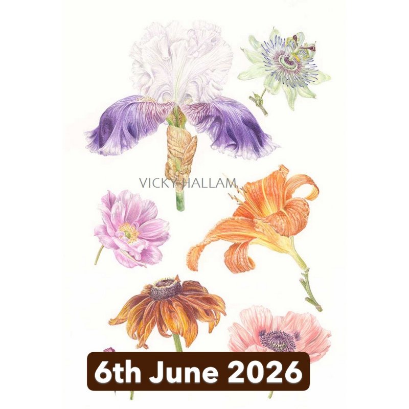 Botanical Illustration in Colour Pencil and Ink With Vicky Hallam (Cambridge)