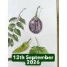 Vegetables and Spices in Coloured Pencil With Janie Pirie (Cambridge)
