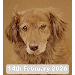 Pet Portraits in Coloured...
