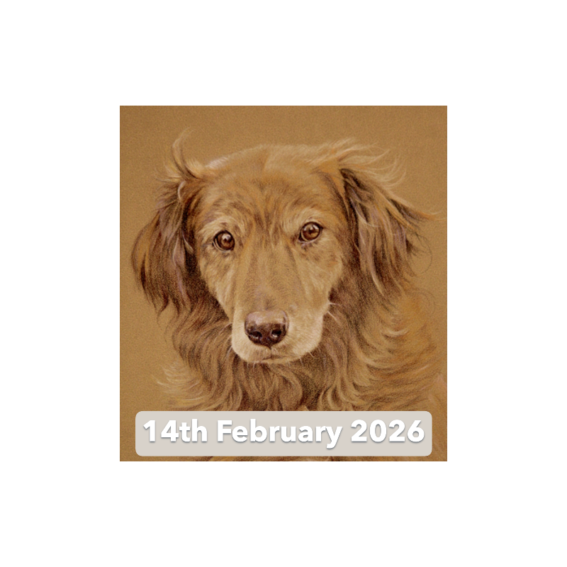 Pet Portraits in Coloured Pencil With David Sandell (Cambridge)