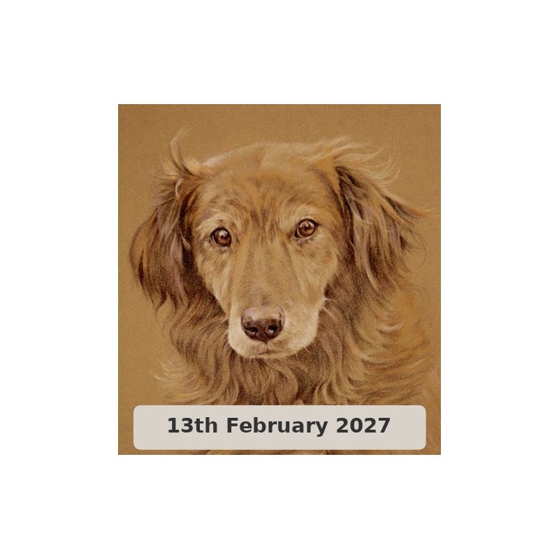 Pet Portraits in Coloured Pencil With David Sandell (Cambridge)