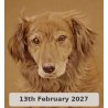 Pet Portraits in Coloured Pencil With David Sandell (Cambridge)