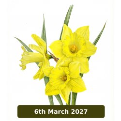 Spring Flowers In Coloured...
