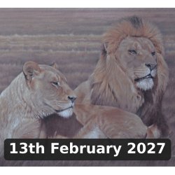 Animal and Pet Portraits in...