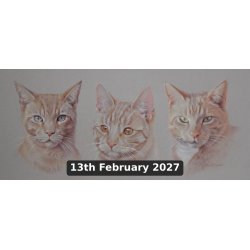 Animal and Pet Portraits in Coloured Pencil With David Sandell (Cambridge)