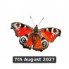 Butterflies In Soft Pastels With Matthew Peace (Cambridge)
